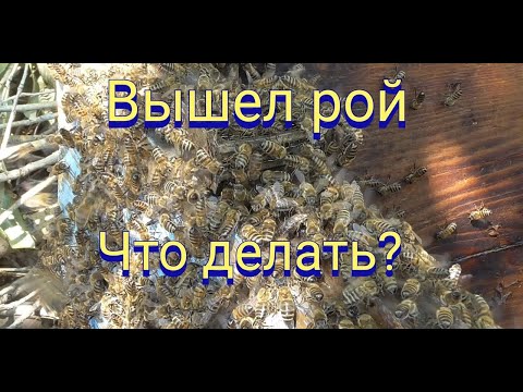 Видео: Пчелосемья отпустила рой что делать.