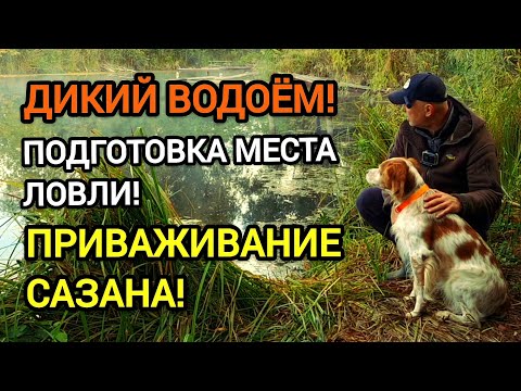 Видео: Дикий водоём! Подготовка места ловли. Приваживание сазана. 
