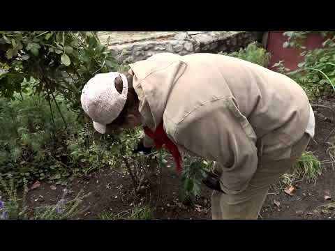 Видео: №424 - Подготовка роз к укрытию.