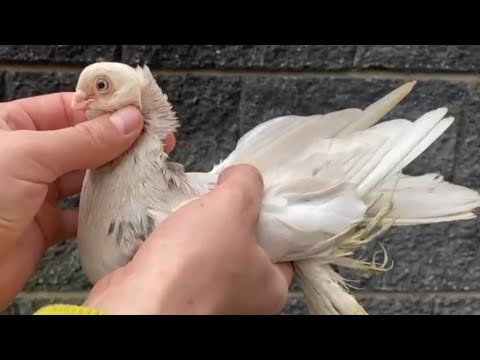 Видео: Красота бойных голубей в руках и в небе лёт и игра. Двухчубые голуби. Tauben. Pigeons