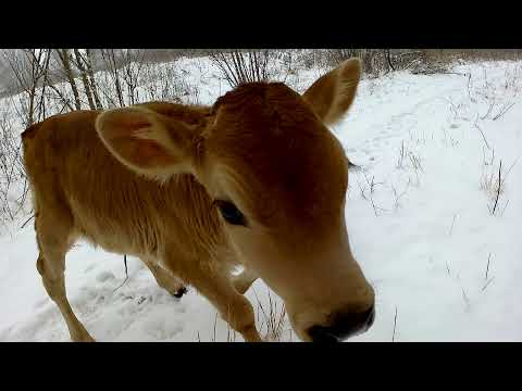 Видео: Вывел Мальву погулять. Отвечаю на комментарии