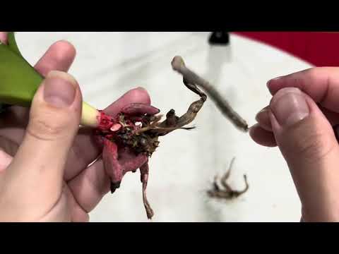 Видео: Режу орхидею!