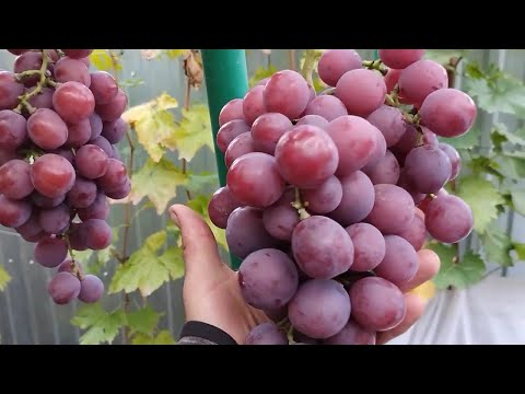 Видео: Остання зрiзка винограду на 23 жовтня 2025 р.