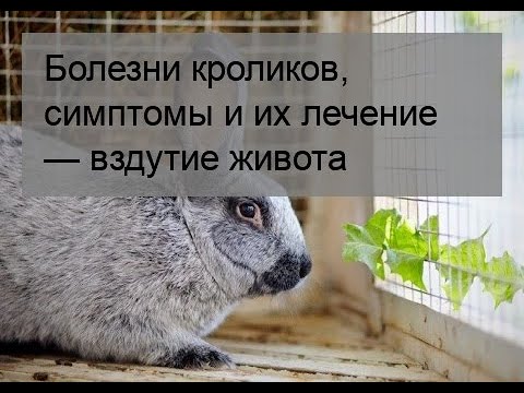 Видео: Болезни кроликов, симптомы и их лечение — вздутие живота