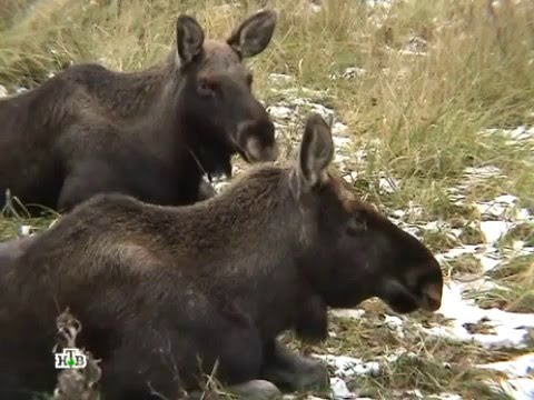 Видео: «Дикий мир»  «Просто лось»
