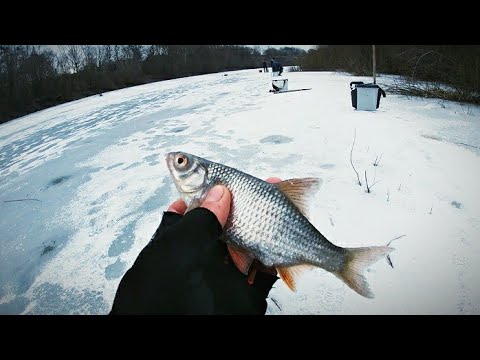 Видео: ЧТО НЕ ТАК С ЭТОЙ ПЛОТВОЙ!?Зимняя рыбалка на МОРМЫШКУ.ЛОВЛЯ ОКУНЯ,ПЛОТВЫ.