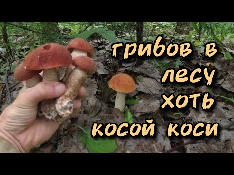 Видео: Грибов в лесу хоть косой коси. Тихая охота 2024