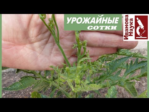 Видео: Победить вирусы: самое важное - разобраться в симптомах! Дефицит питания или болезнь?