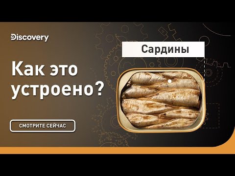 Видео: Сардины | Как это устроено | Discovery