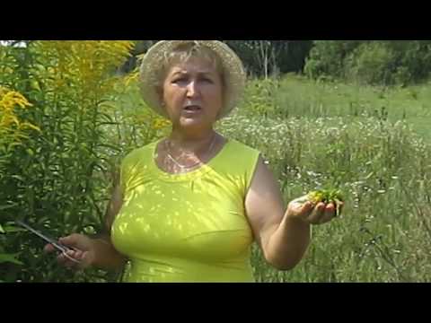 Видео: Лекарство "под ногами" Золотарник канадский