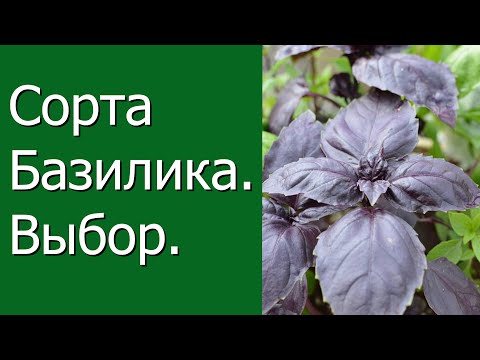 Видео: Как выращивать базилик