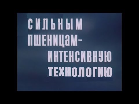 Видео: Технология возделывания яровой пшеницы