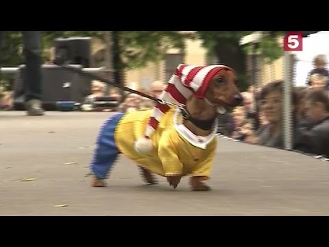 Видео: Такс Парад 2016 // Утро на 5