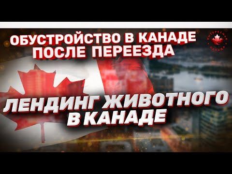 Видео: Перевоз животного в Канаду. Лендинг и таможня | Как перевезти животное в Канаду