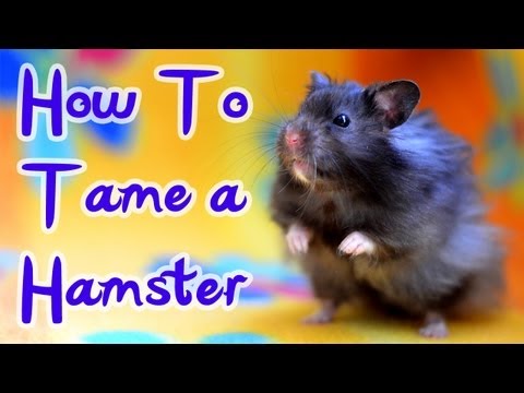 Видео: Как приручить хомяка