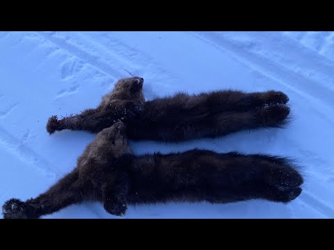Видео: Промысловая охота на соболя 2022 год. Закрываем капканы, день первый.