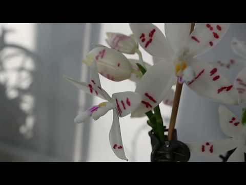 Видео: Phalaenopsis tetraspis T1 и T2