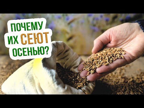Видео: НЕ СЛУШАЙТЕ НИКОГО  - смело сейте эти сидераты осенью! Какие сидераты сеять осенью?