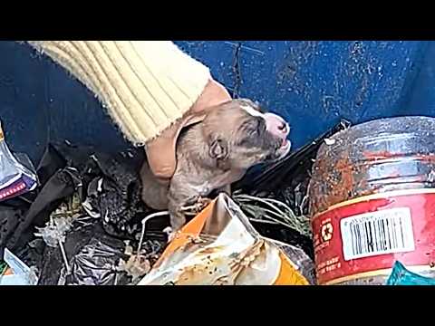 Видео: 6 щенков выброшены в мусорный бак, слабо скулят, ища мать, но её нет.