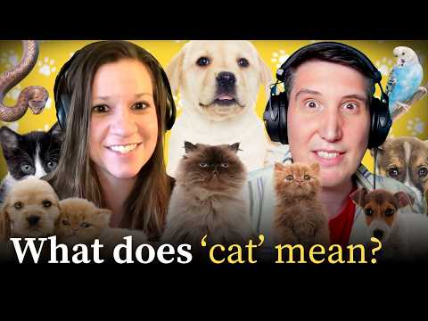 Видео: Домашние животные называются «домашними», потому что мы их гладим?