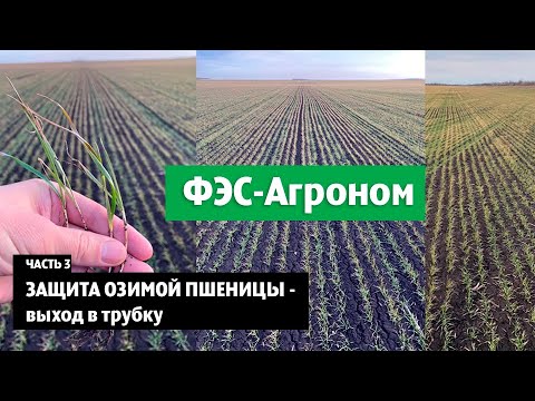 Видео: Защита озимой пшеницы - выход в трубку. Часть 3