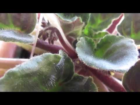 Видео: ПОЧЕМУ ФИАЛКИ НЕ ЦВЕТУТ ? ЗАЦВЕТУТ !!!