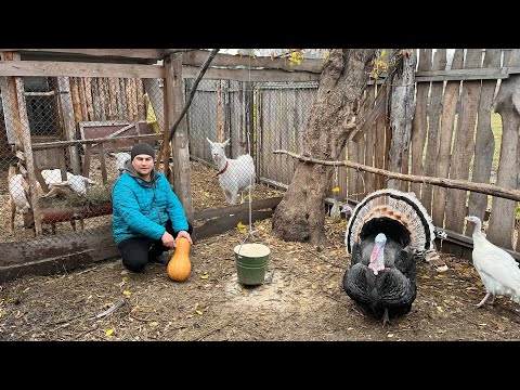 Видео: Ещё нельзя разъединять!🐷🍼Что с индюками??🦃