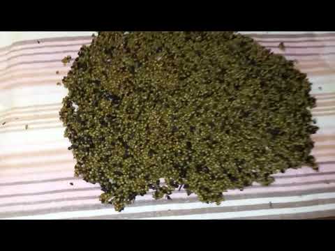 Видео: Эксперимент с навозом + про коконы калифорнийского червя.