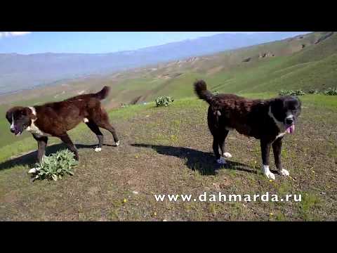 Видео: Гиссарские овцы и аборигенные САО Таджикистана, отара Айюба и Зафара, апрель 2020