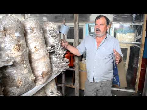 Видео: как правильно собирать грибы, сбор урожая Вешенки