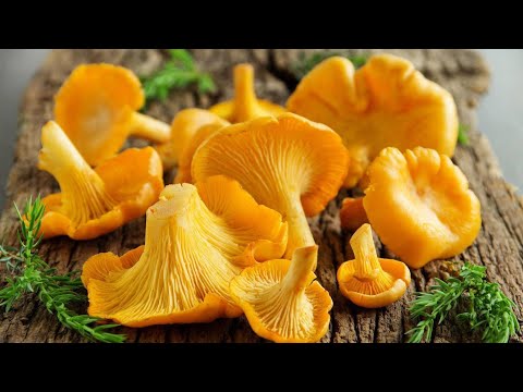 Видео: Сливочный суп с лисичками