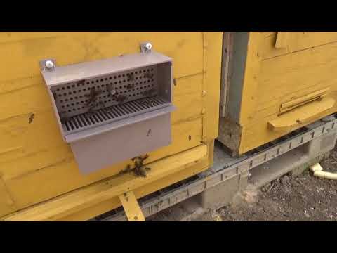 Видео: Весенняя Пыльца 2018!!