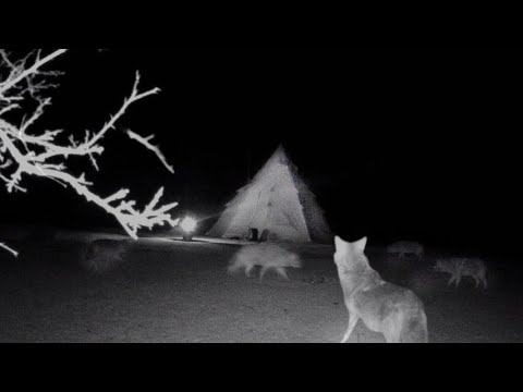 Видео: Волчья стая всю ночь следила за мной возле моей палатки!