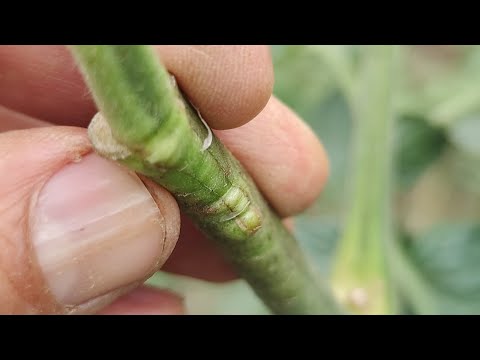 Видео: прививка томата tomato grafting