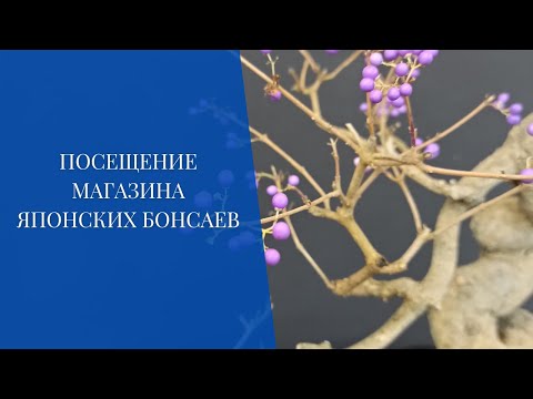 Видео: Посещение магазина японских бонсаев