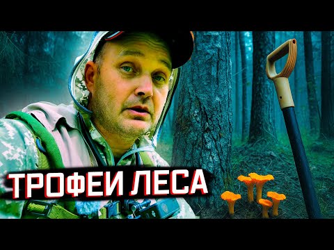 Видео: УЕХАЛ ЗА ГРИБАМИ, ВЗЯЛ С СОБОЙ МЕТАЛЛОИСКАТЕЛЬ.