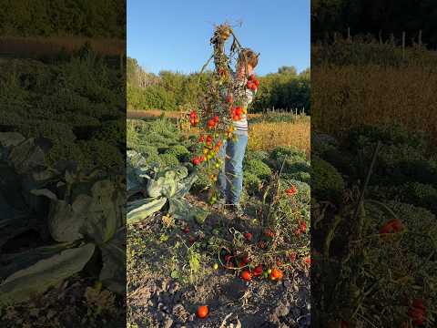 Видео: Де-барао  червоні