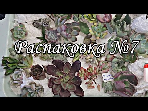 Видео: распаковка №7. огромная посылка с суккулентами! последняя в 22г #succulent