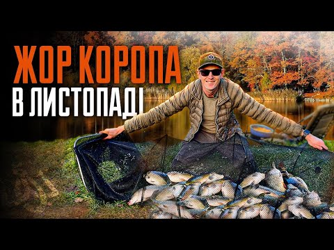 Видео: ЖОР КОРОПА - Осіння рибалка