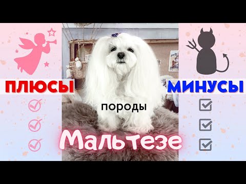 Видео: Плюсы и минусы породы мальтезе.