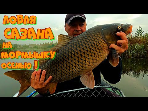 Видео: УДАЧНАЯ РЫБАЛКА на САЗАНА и КАРПА ПОЗДНЕЙ ОСЕНЬЮ ! ЛОВЛЯ Трофейной Рыбы на ПРОСТУЮ СНАСТЬ !