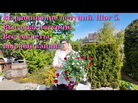 Видео: Выращивание петуний. Шаг 5.  Высадка петуний. Все секреты выращивания.