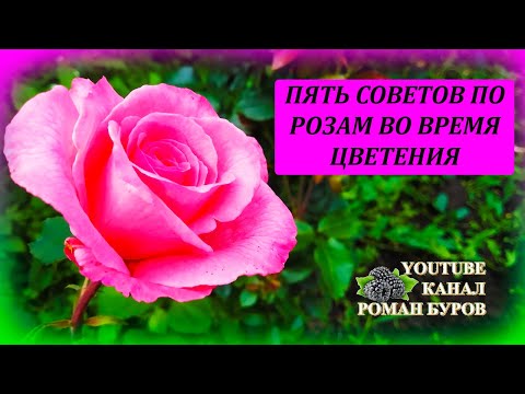 Видео: ПЯТЬ советов как выращивать РОЗЫ во время цветения в июле. Уход за розами во время цветения.