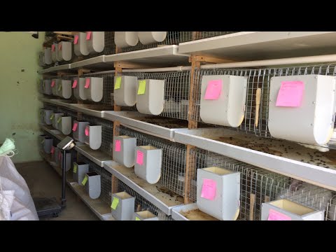 Видео: Маточные и откормочные клетки для кроликов в гараже