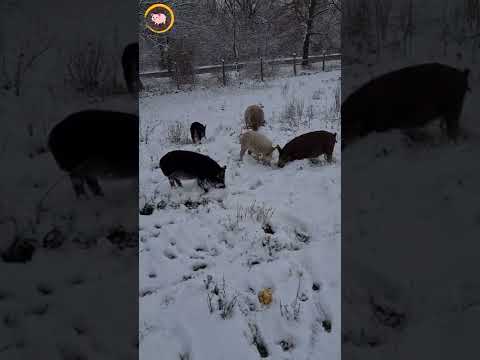 Видео: Угорська пухова мангалиця/плюси та мінуси розведення