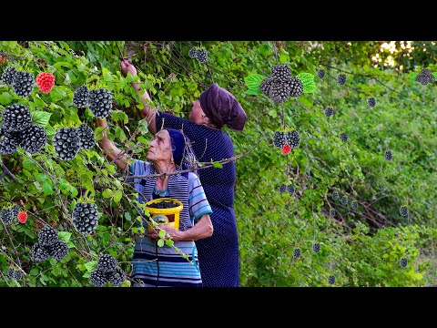 Видео: Собираем Дикую Ежевику и делаем Ежевичный Джем и Компот!