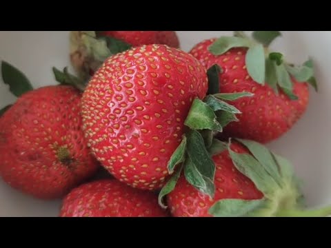 Видео: ВИВЕДЕННЯ ЗАКВАСКИ ЛЕВІТО МАДРЕ НА ПОЛУНИЦІ 1 частина