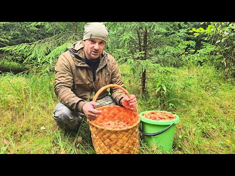Видео: СТОЛЬКО ГРИБОВ Я ЕЩЕ НЕ ВИДЕЛ. ВСТУПИТЬ НЕ КУДА, ГРИБЫ ХРУСТЯТ ПОД НОГАМИ. СБОР РЫЖИКА В ПОЛЯХ.