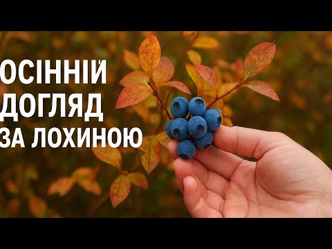 Видео: Догляд за лохиною восени. Обрізка, підживлення та захист від хвороб і шкідників