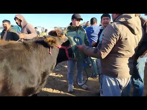Видео: МОЛБОЗОРИ КАЛХОЗОБОД НАРХУ НАВОИ ГУНАЧИНХО 6 НОЯБРЯ 2025Г.